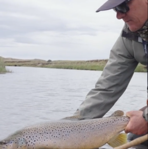 Grosse brown trout (Salmo trutta) fait des chandelles