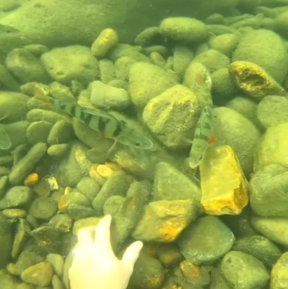 des perches mangent sous l'eau